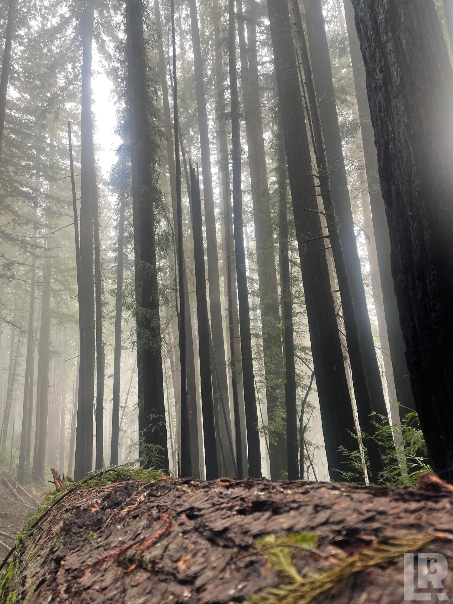 Misty forest of tall conifer trees seen from ground level with a mossy log in the foreground